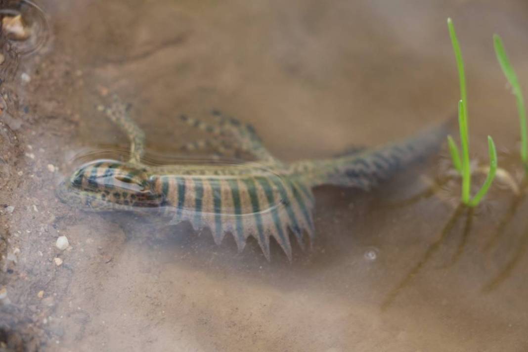 Yol kenarında tesadüfen bulundu: Zoologlar apar topar bu ilimize gitti! Meğer eskiden Kuzey Anadolu'da yaygınmış 9